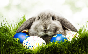 Free-Easter-Bunny-Wallpapers-HD