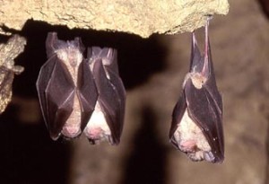 horseshoe-bat