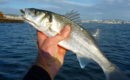 Fishing in Torbay